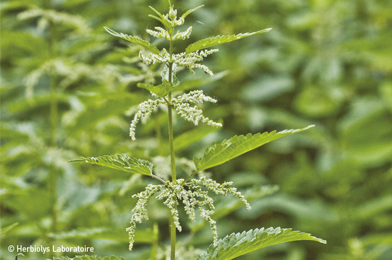 Ortie piquante - Phytothérapie Herbiolys